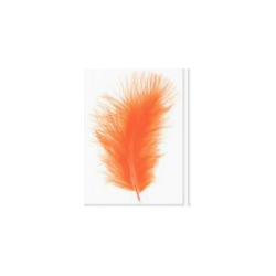 Plumes décoration orange